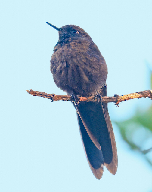 Blue-mantled Thornbill