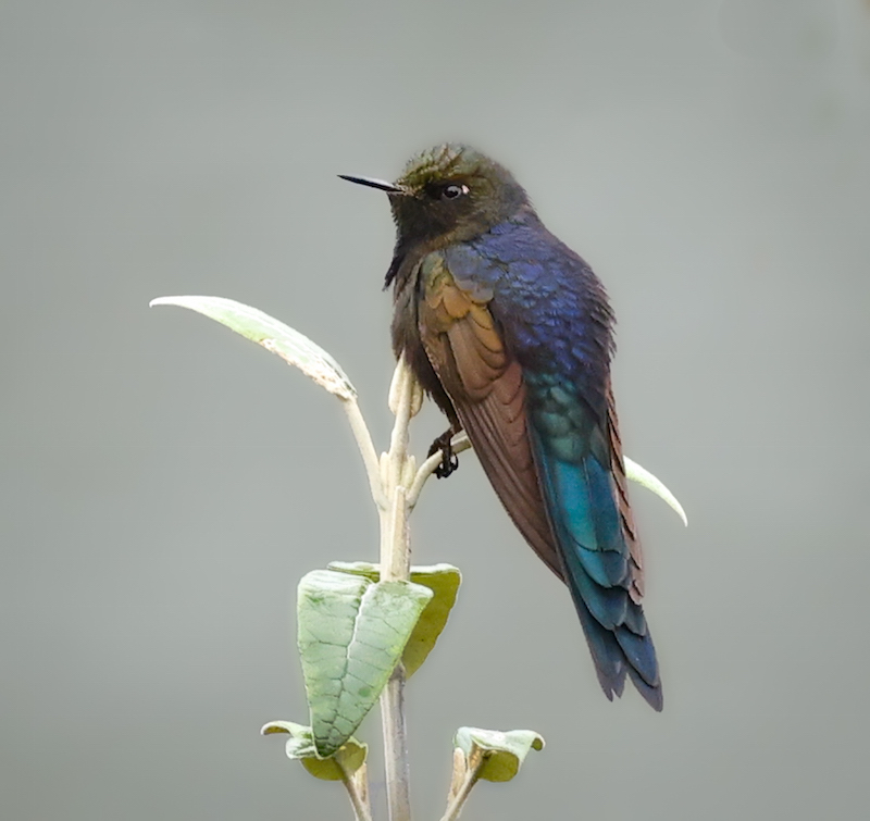Blue-mantled Thornbill