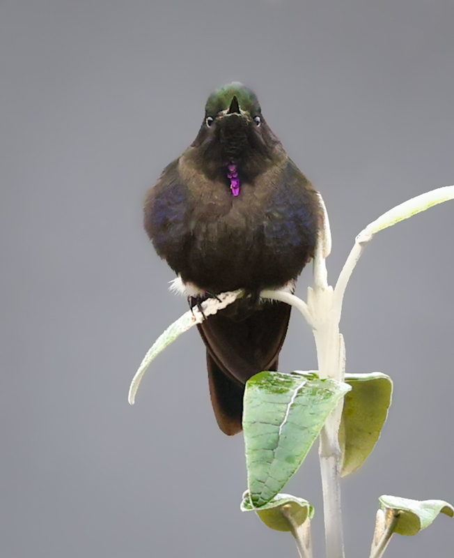 Blue-mantled Thornbill