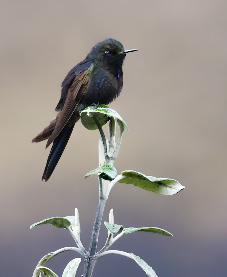 Blue-mantled Thornbill