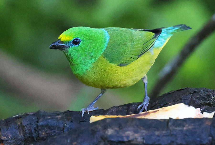 Blue-naped Chlorophonia