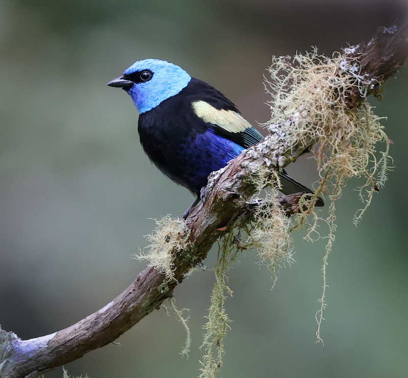 Blue-necked Tanager