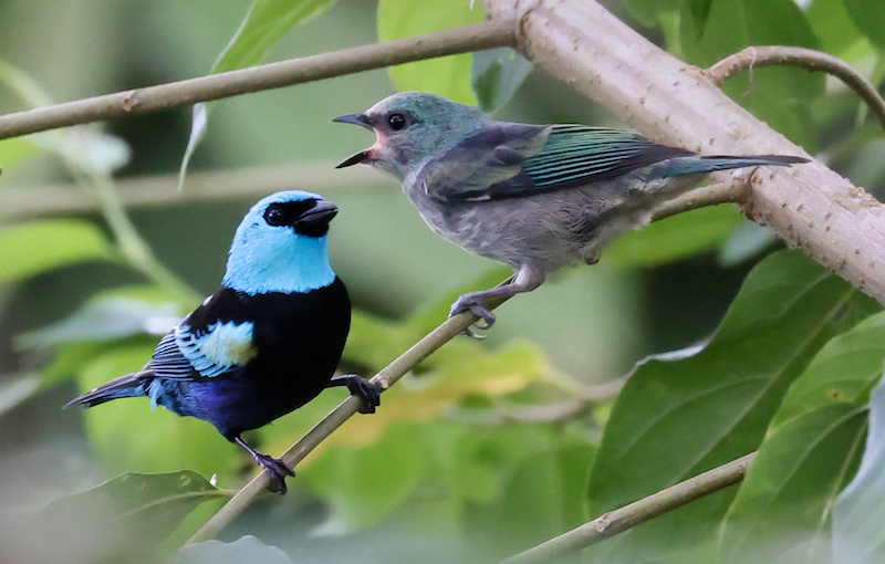 Blue-necked Tanager