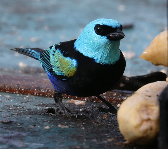 Blue-necked Tanager