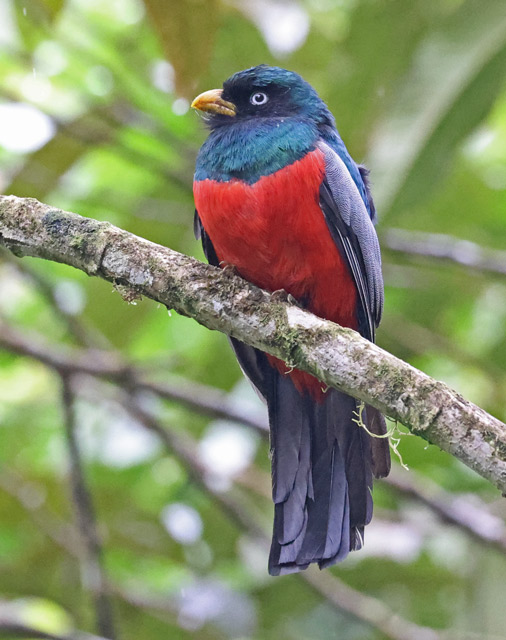 Blue-tailed Trogon
