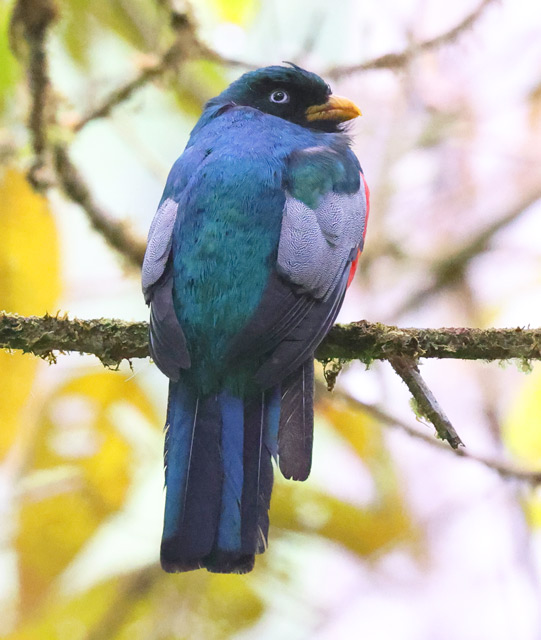 Blue-tailed Trogon