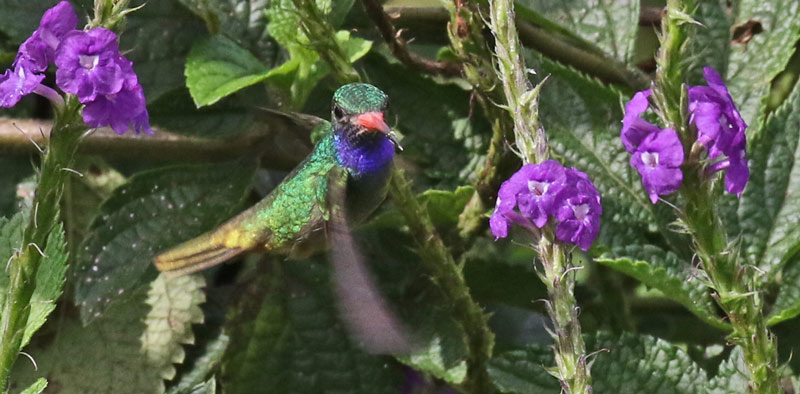 Blue-throated Goldentail