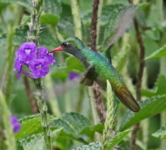 Blue-throated Goldentail