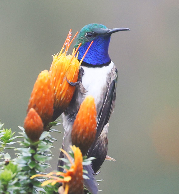 Blue-throated Hillstar