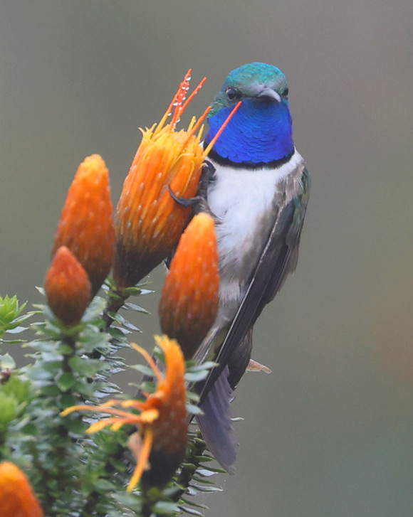 Blue-throated Hillstar