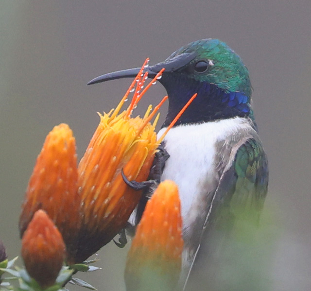Blue-throated Hillstar