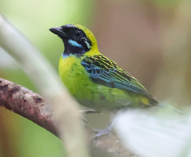 Blue-whiskered Tanager