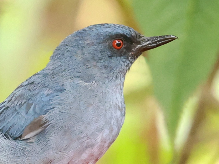 Bluish Flowerpiercer