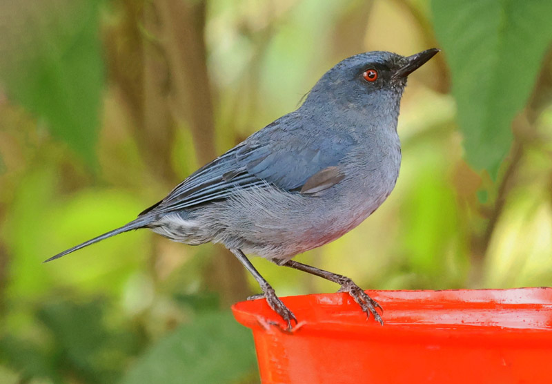 Bluish Flowerpiercer