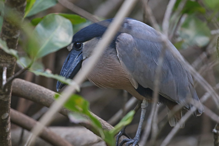 Boat-billed Heron (adult)