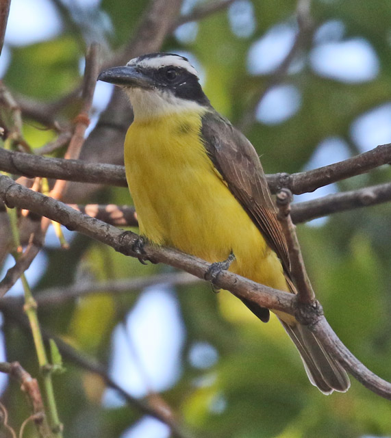 Boat-billed Flycatcher