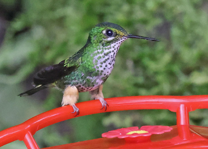 Peruvian Racket-tail