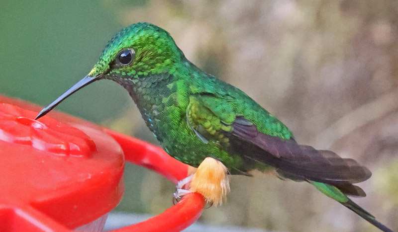 Peruvian Racket-tail
