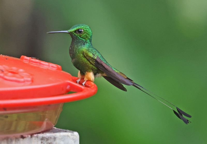 Peruvian Racket-tail
