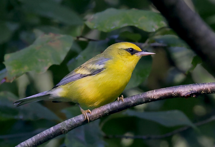 Brewster's Warbler