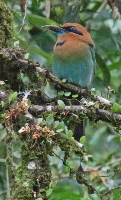 Broad-billed Motmot