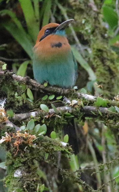 Broad-billed Motmot