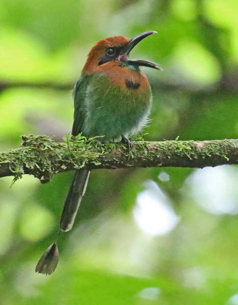 Broad-billed Motmot