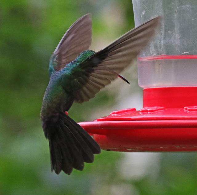 Bronze-tailed Plumeleteer