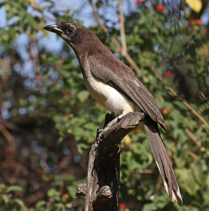 Brown Jay