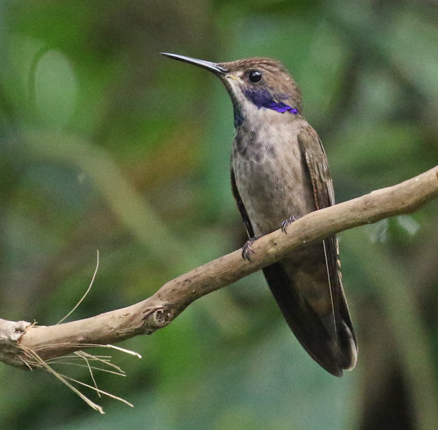 Brown Violetear