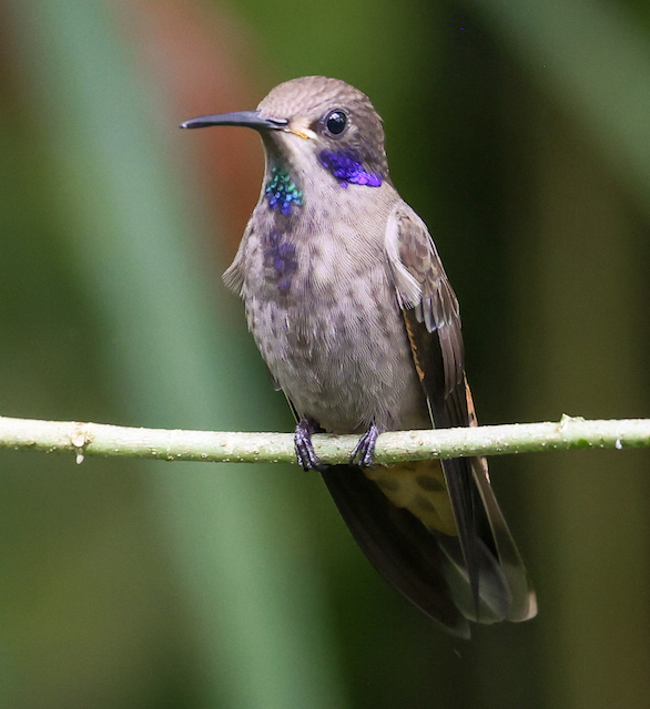 Brown Violetear