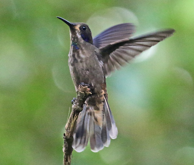 Brown Violetear