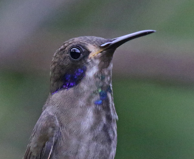 Brown Violetear