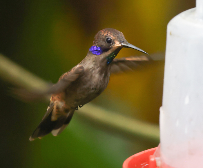 Brown Violetear