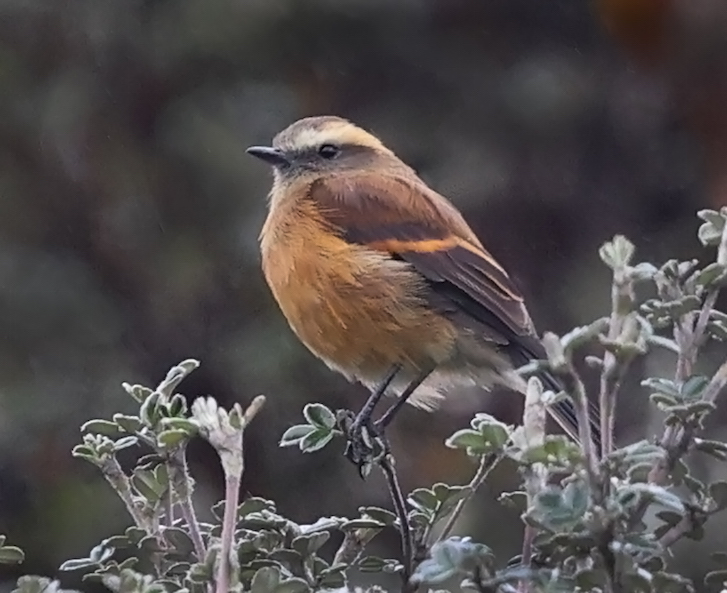 Brown-backed Chat-tyrant