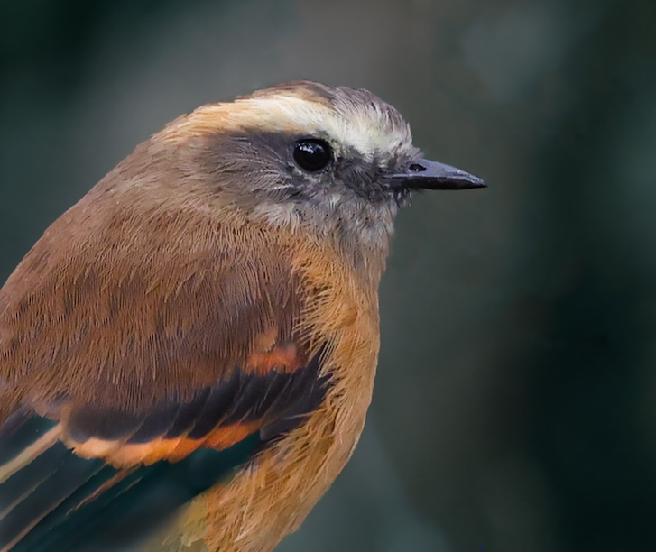 Brown-backed Chat-tyrant