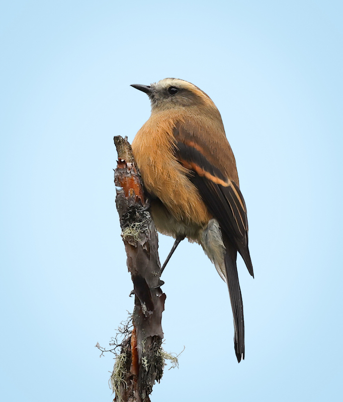 Brown-backed Chat-tyrant