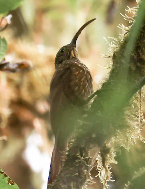 Brown-billed Scythebill 