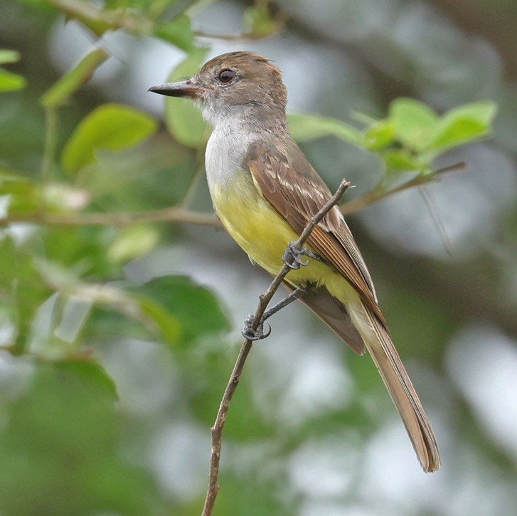 Brown-crested Flycatcher