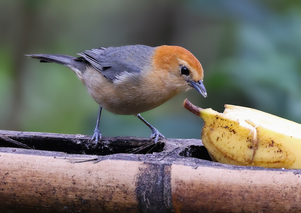 Buff-bellied Tanager