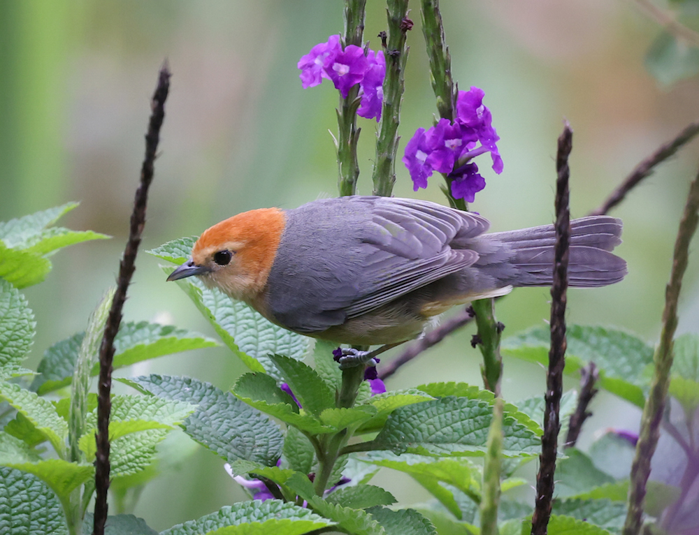Buff-bellied Tanager