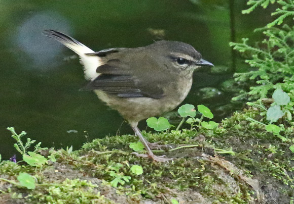 Buff-rumped Warbler