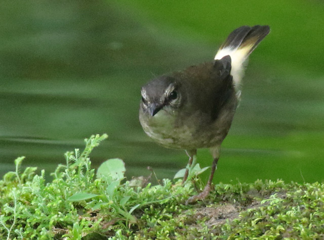 Buff-rumped Warbler