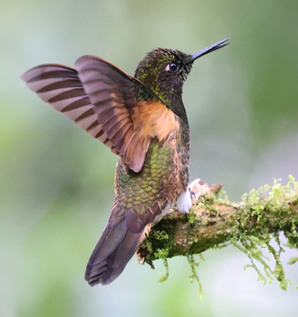 Buff-tailed Coronet