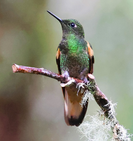 Buff-tailed Coronet