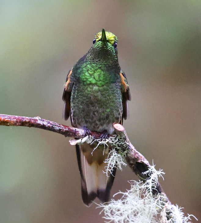 Buff-tailed Coronet