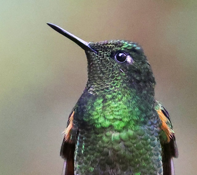 Buff-tailed Coronet