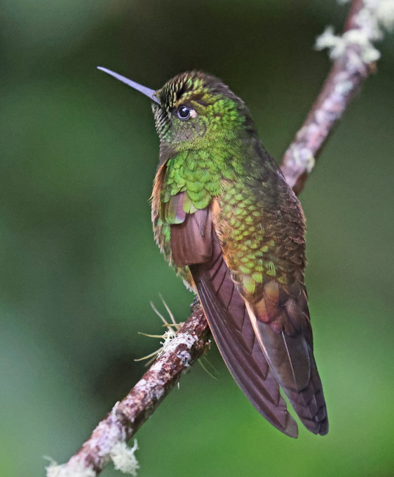 Buff-tailed Coronet