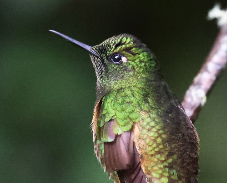 Buff-tailed Coronet