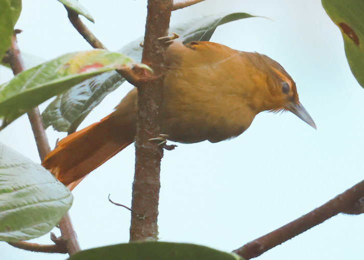 Buff-throated Foliage-gleaner